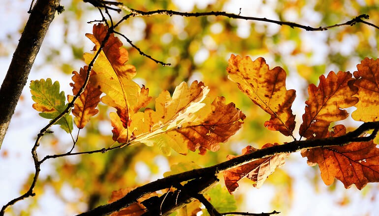 Fall leaves on tree