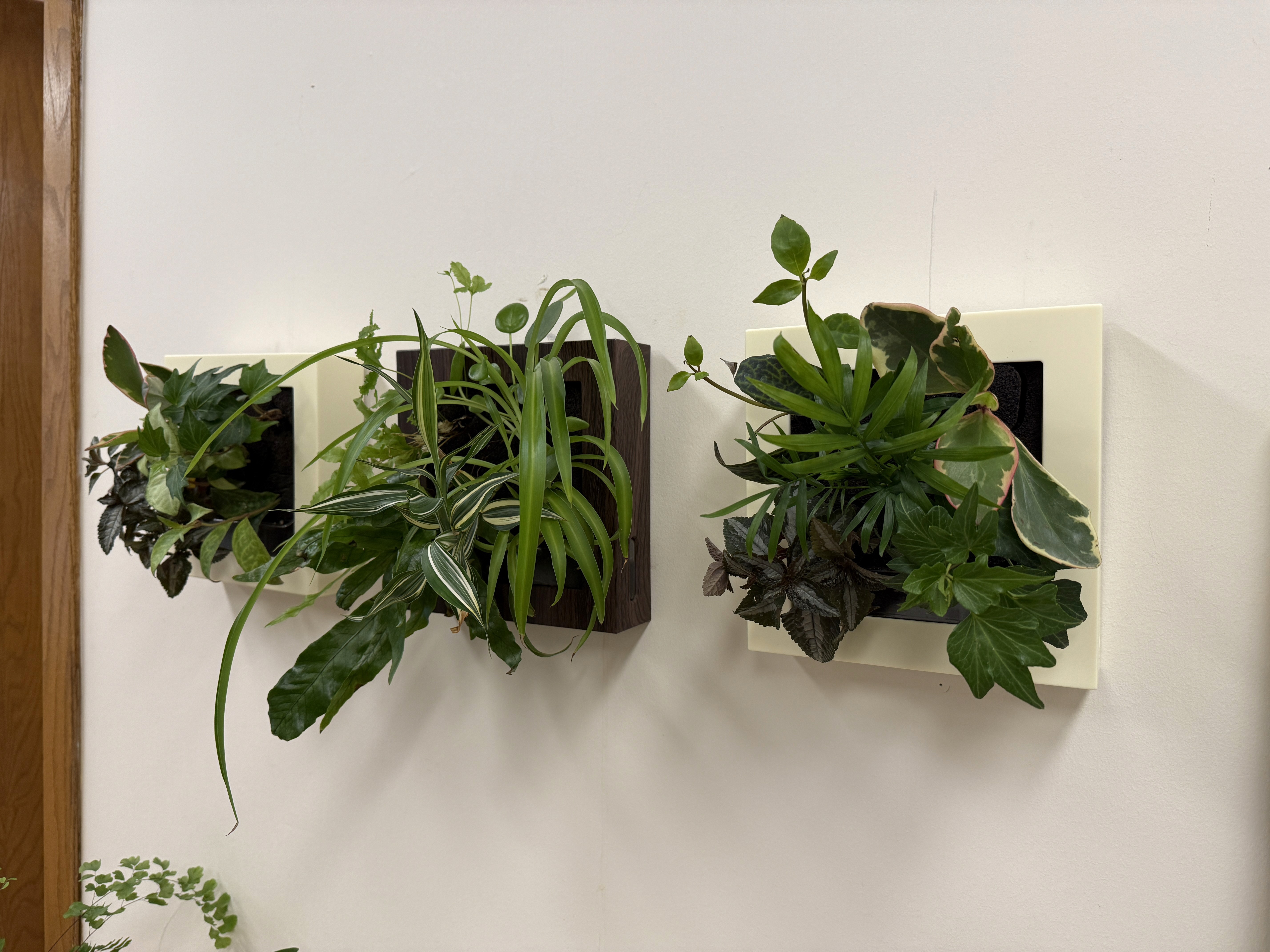 Midorie Canada wall hanging plant frames for homes easy care self watering clean using PAFCAL soil-less soil free soil less biophilic plant frames design forward Japan