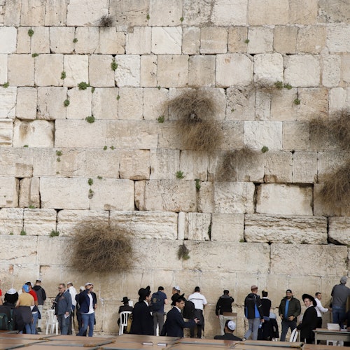 People praying at the Western Wall, with some sitting or standing; parts of the wall are covered with plants and moss.