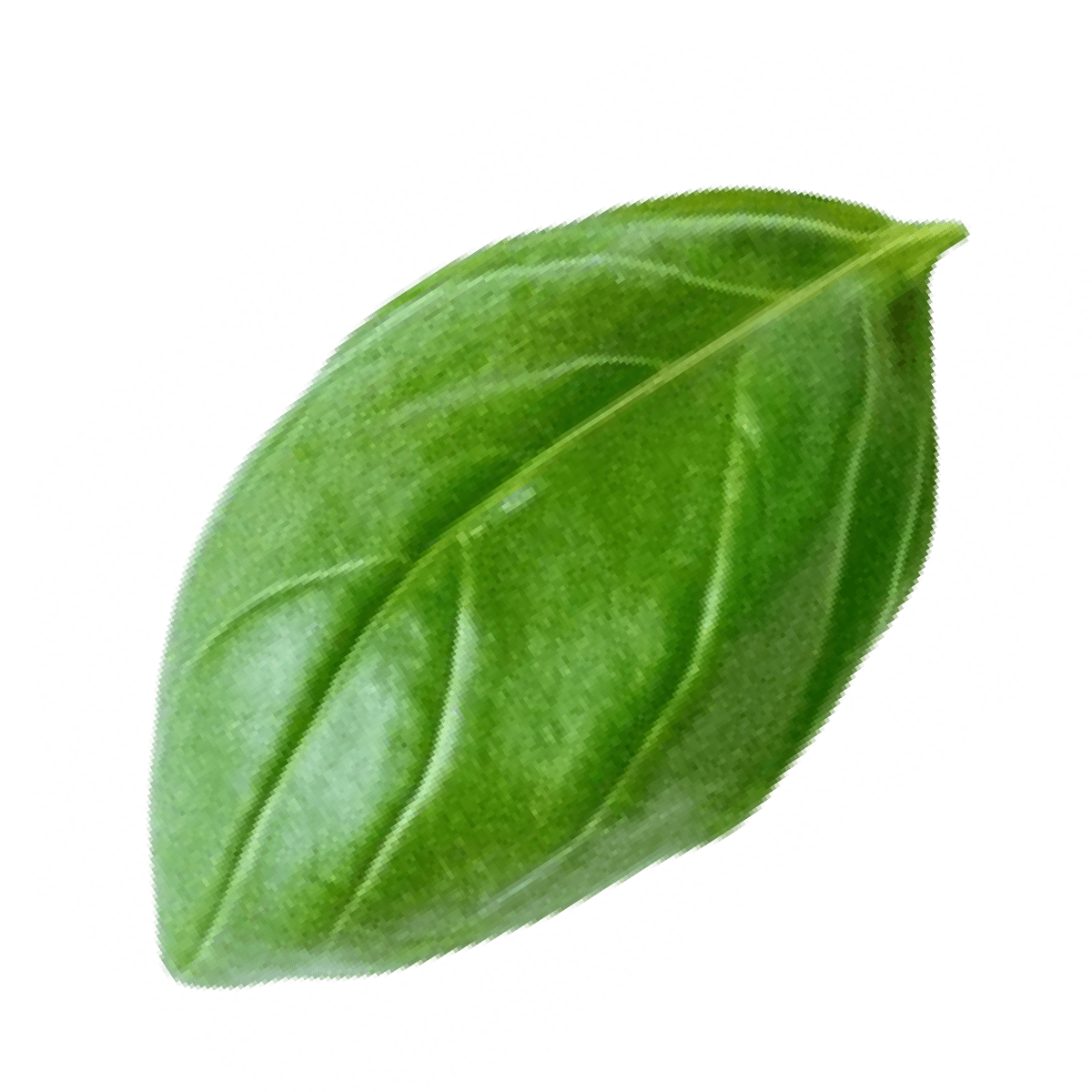 basil_1