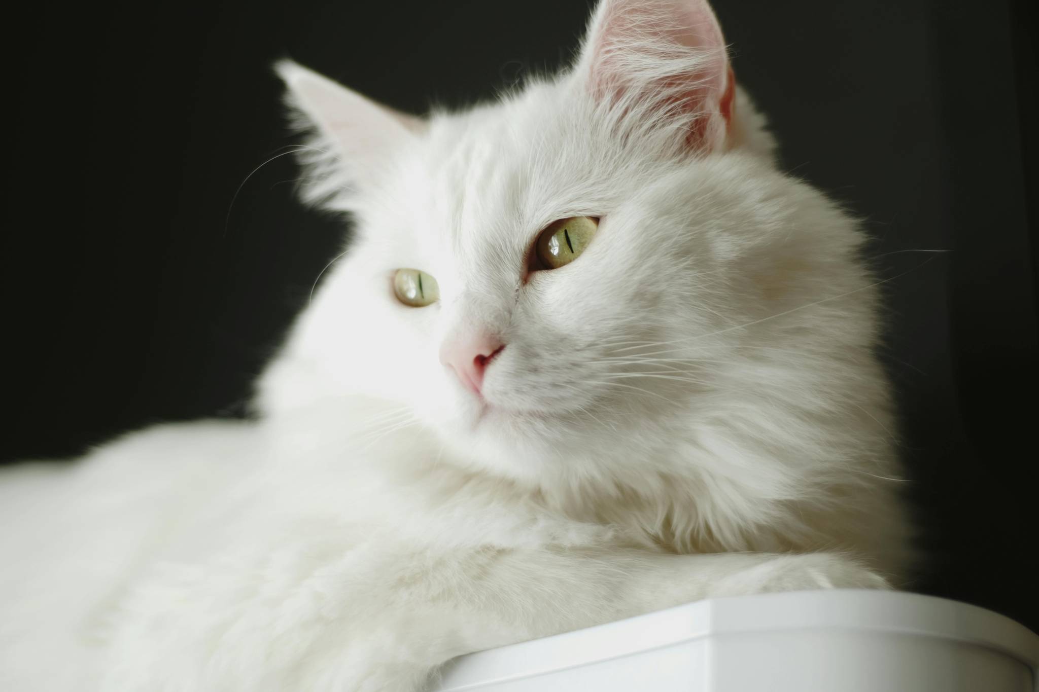 Turkish Angora Physical Characteristics