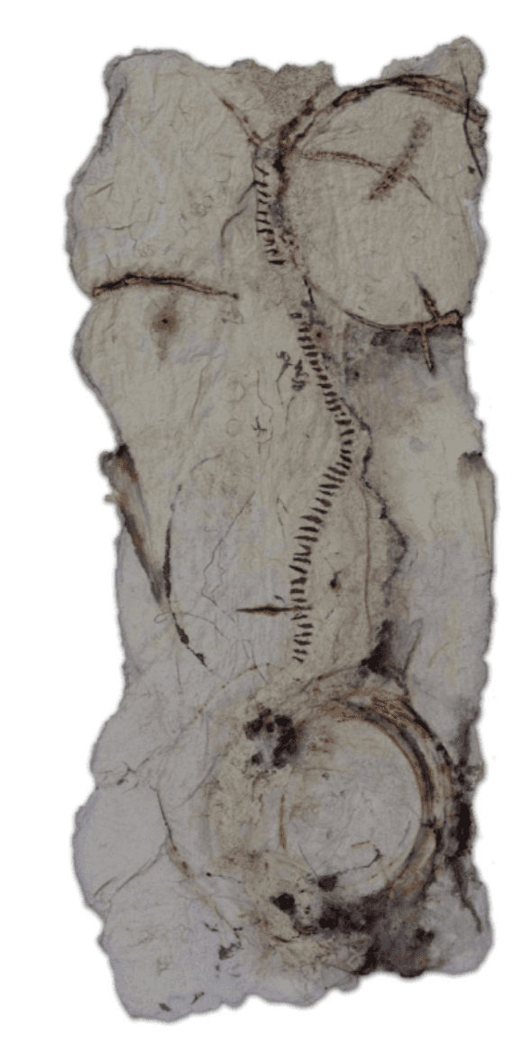 herd of sheep on road painting