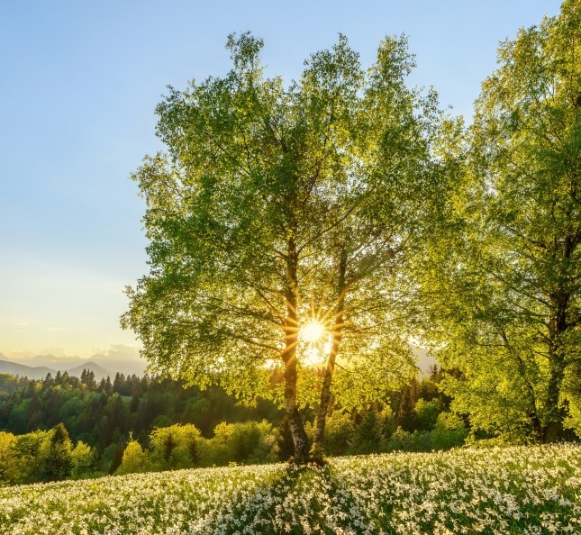 The sun behind the trees for Spring