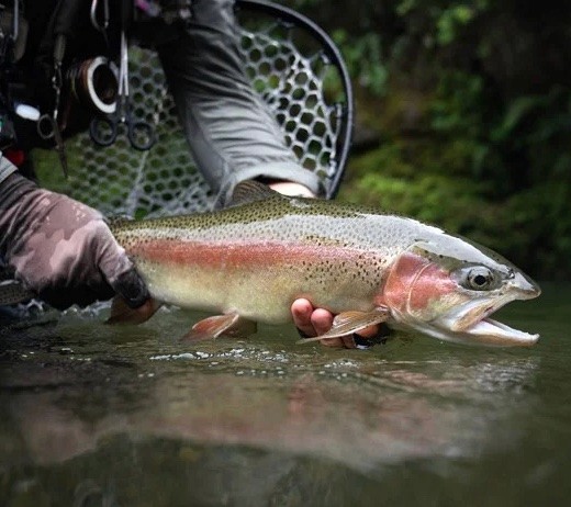 Bellevoire hotel location