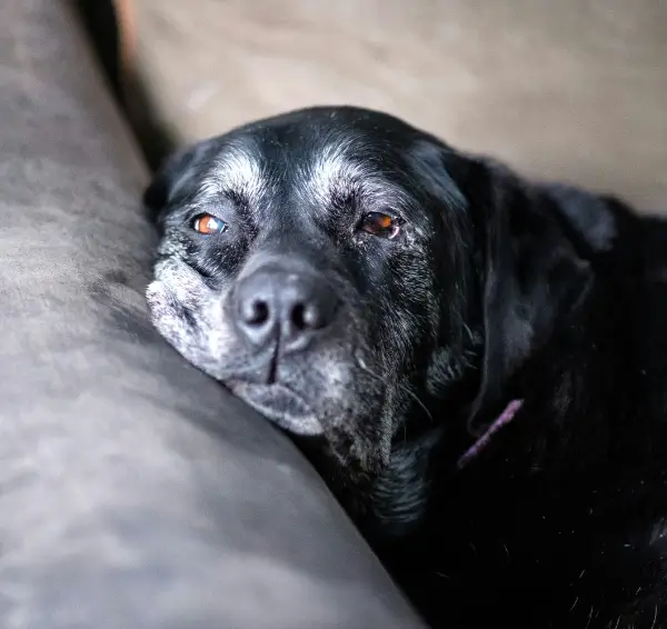 Old black labrador retriever lying with his cheek on the side of the couch