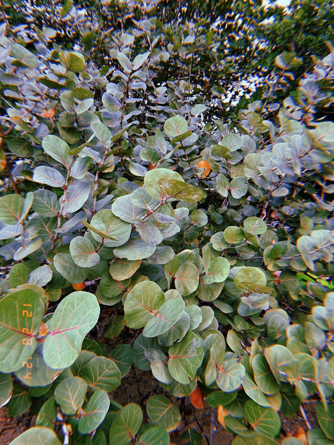 Overlapping silver-green rounded leaves. Photograph by Pranjali Shah.