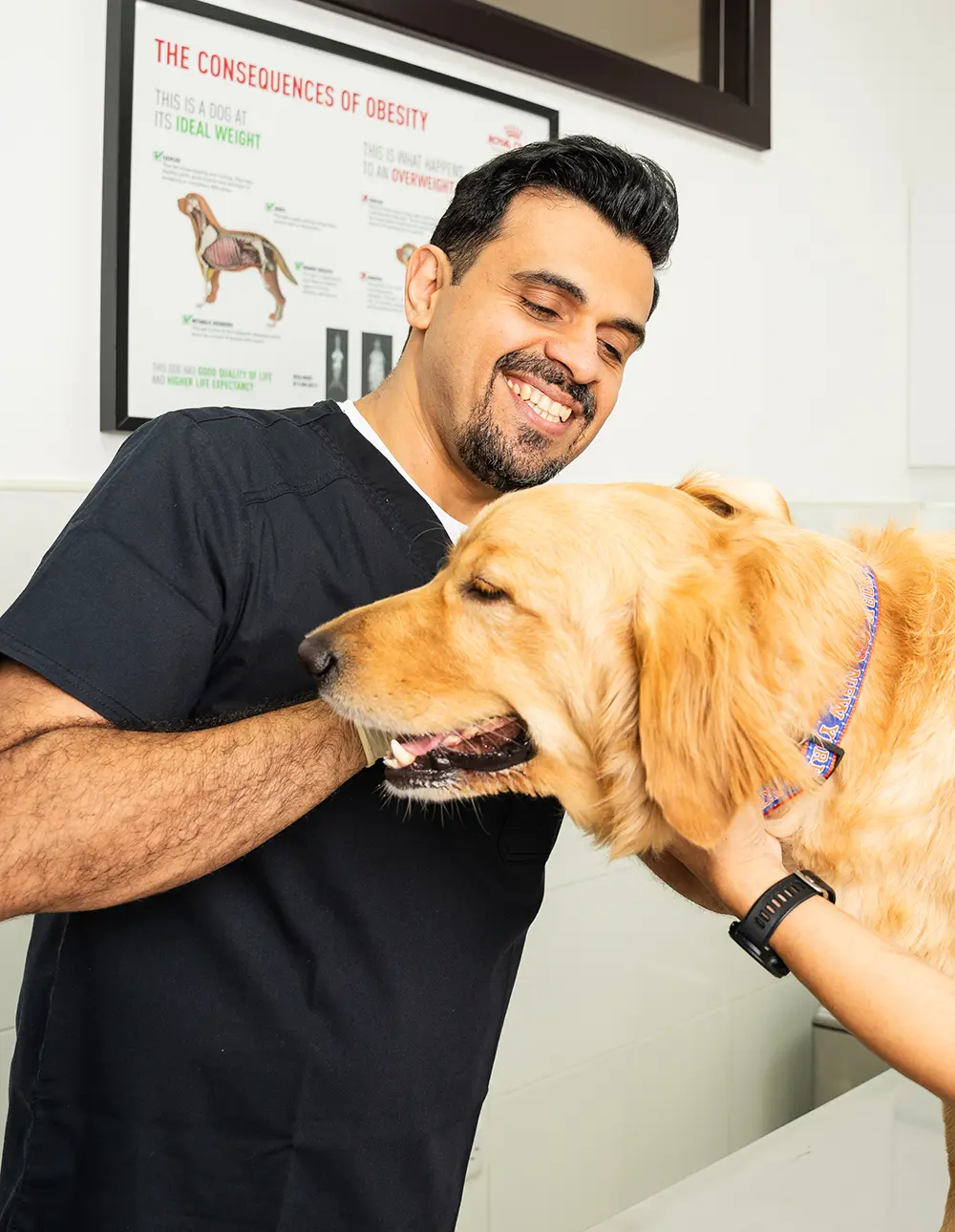 Dr Soheyl Simaei inspecting a Golden Retriever dog for allergies and skin infection in the clinic.
