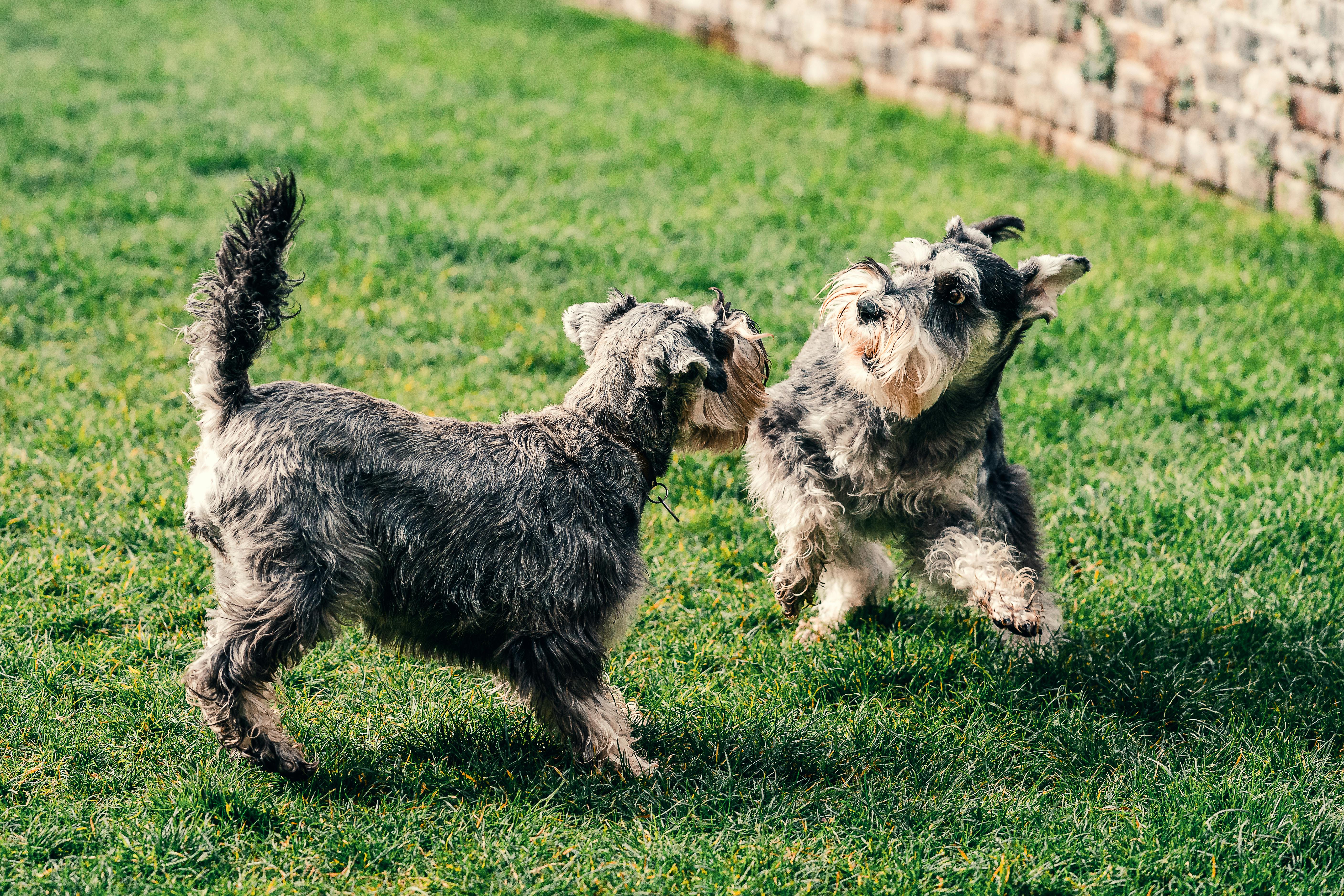 The Five Best Indoor Dog Parks in Dubai: Your Complete Guide