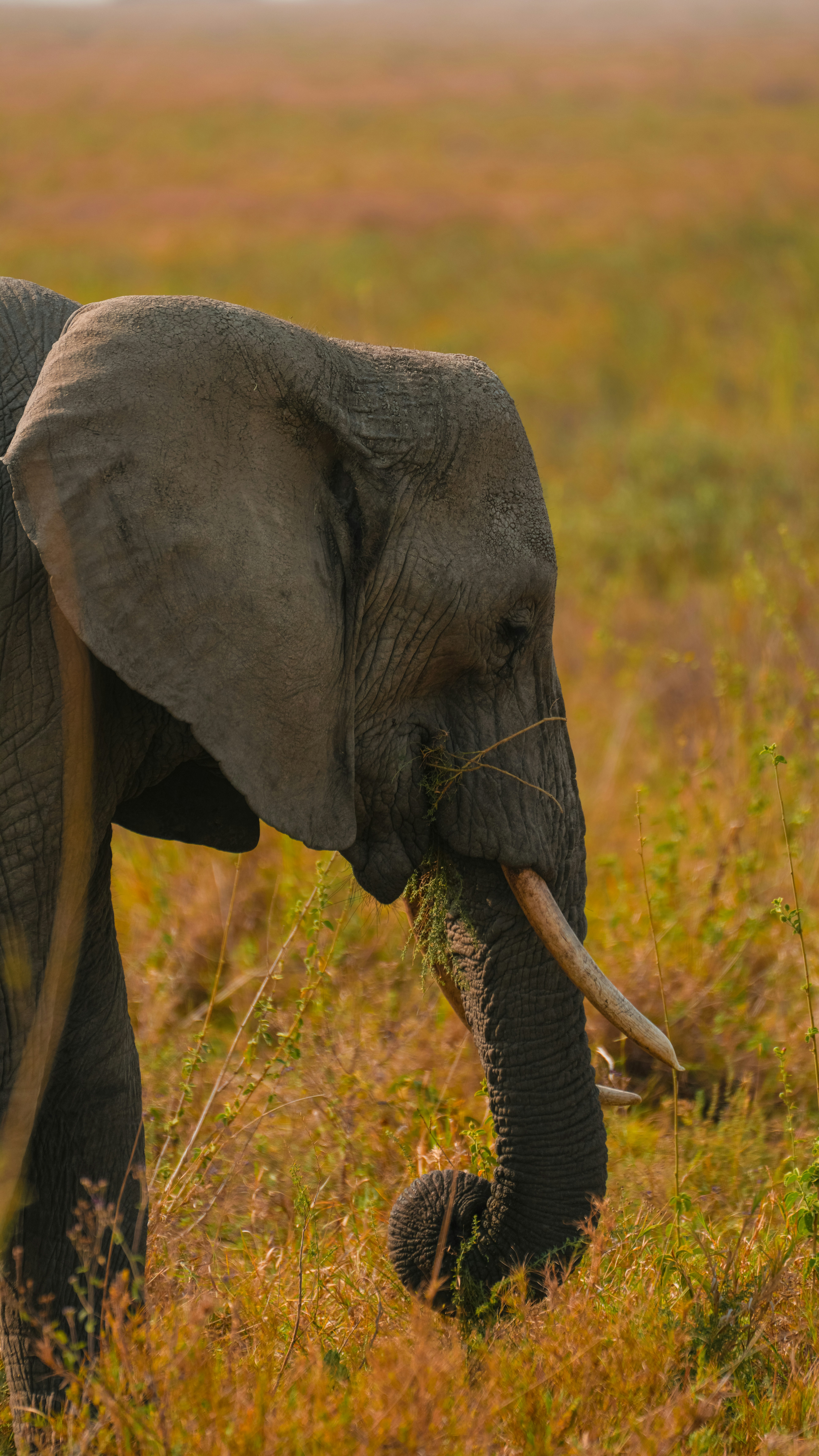 An elephant eats grass in a field at sunset.