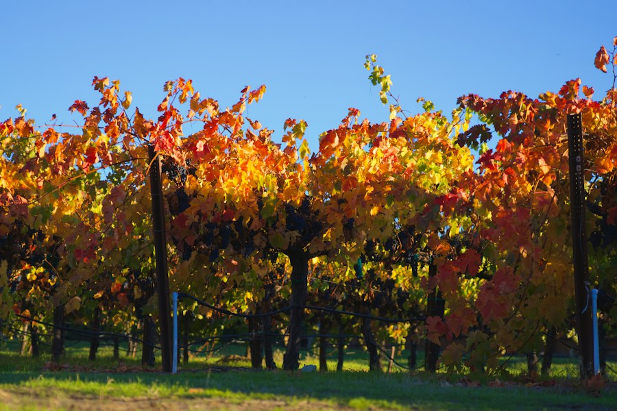 Vineyard rows with red and orange autumn leaves under a clear blue sky