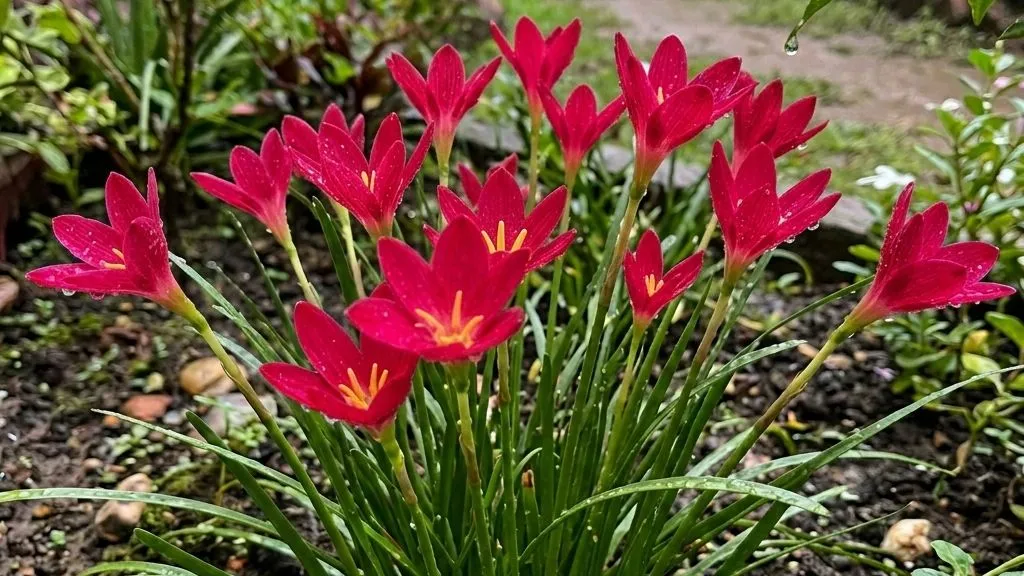 Rain Lily Plant