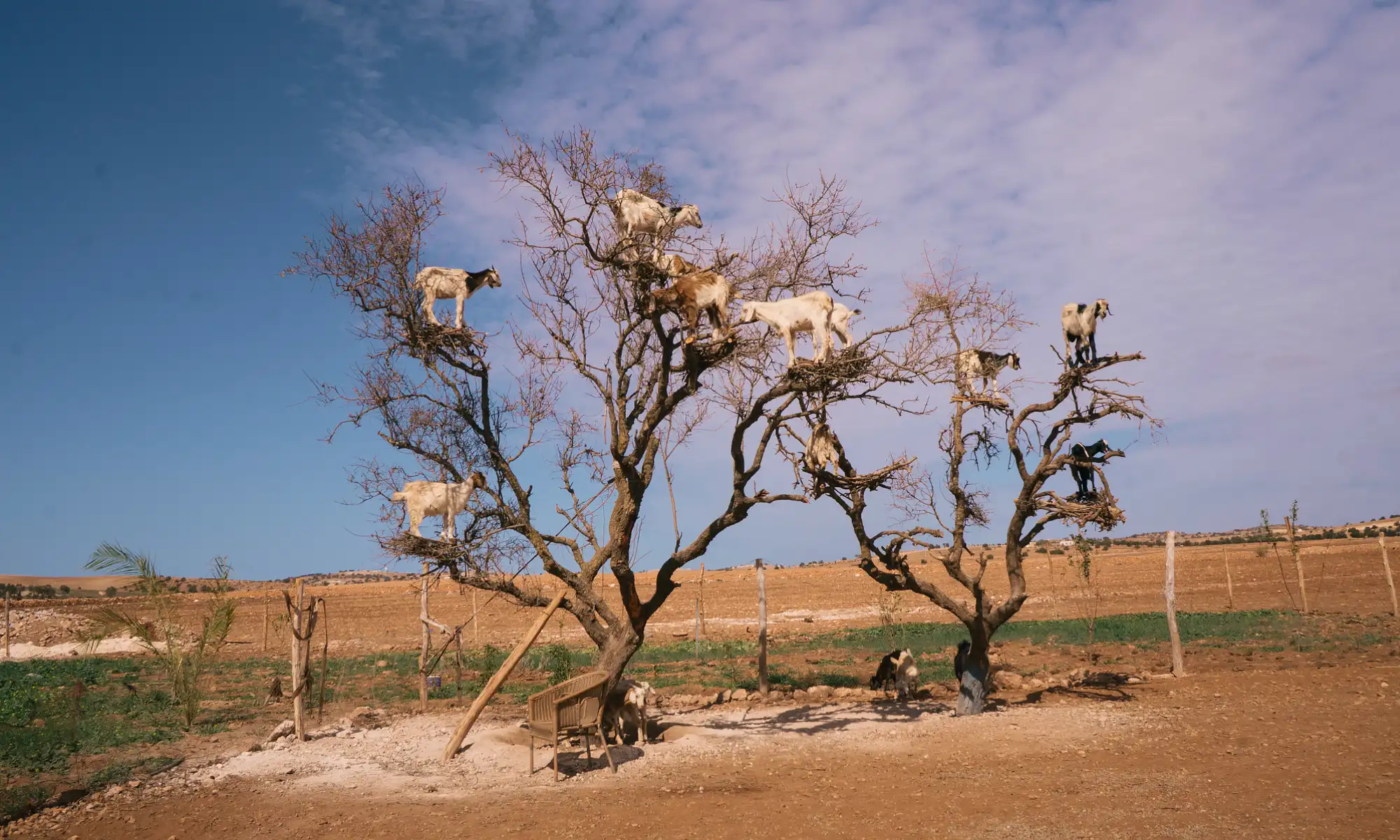 A tree with nine goats standing on its branches.