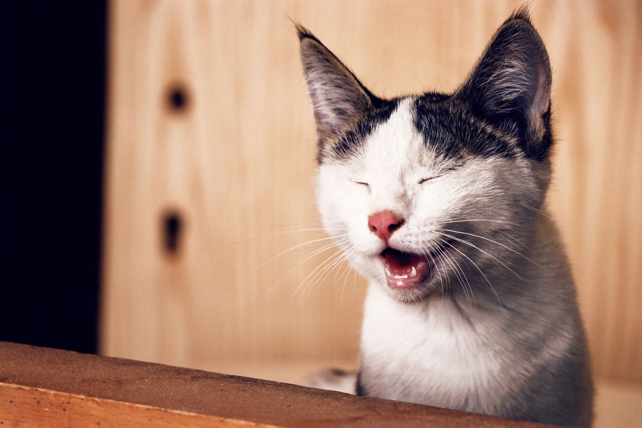 A white and black cat is sneezing inside the house due to the dust.