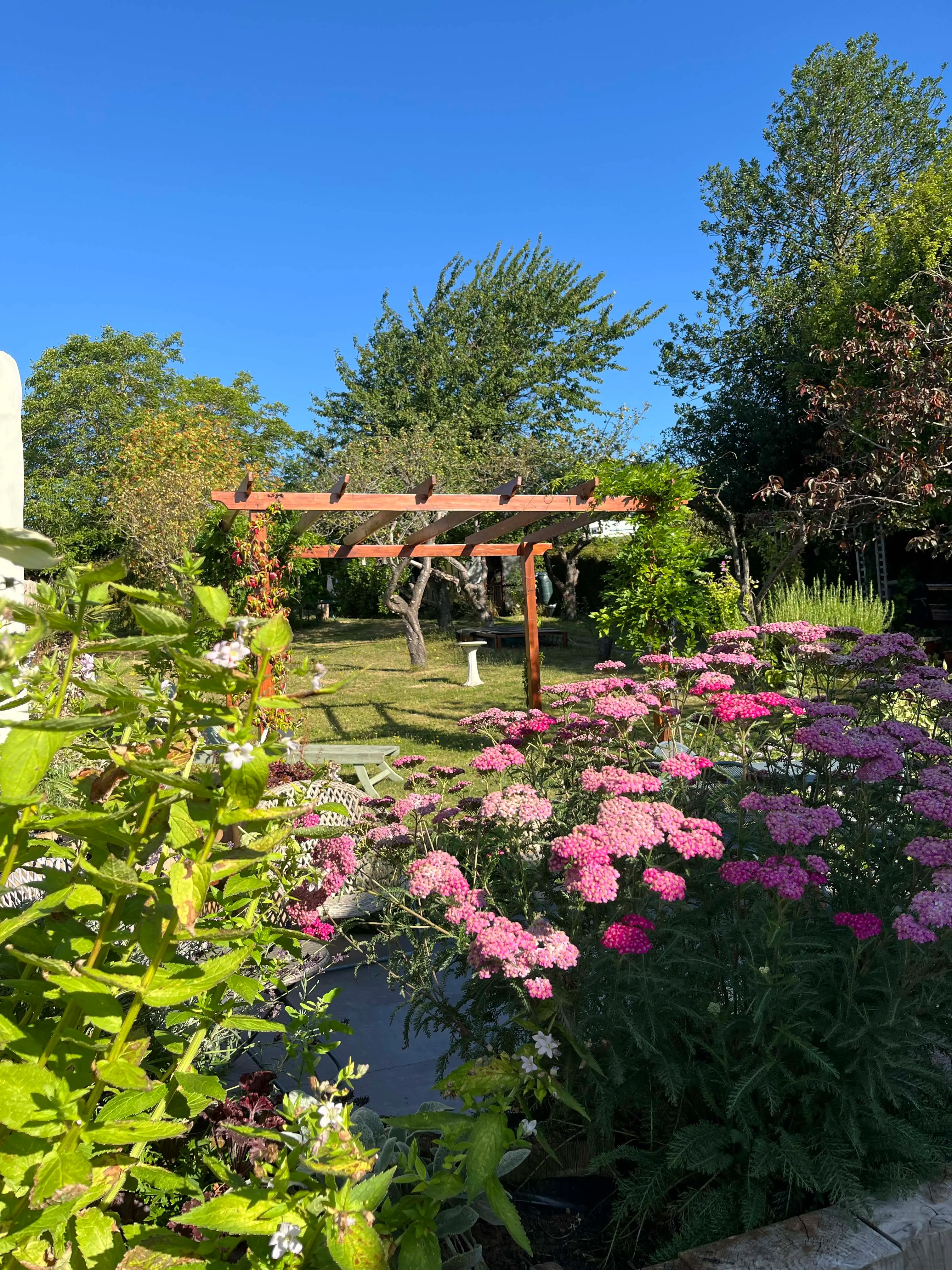 A sunny garden with colorful flowers and a wooden pergola in the background, surrounded by green trees.