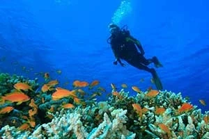 Scuba diver above coral reef