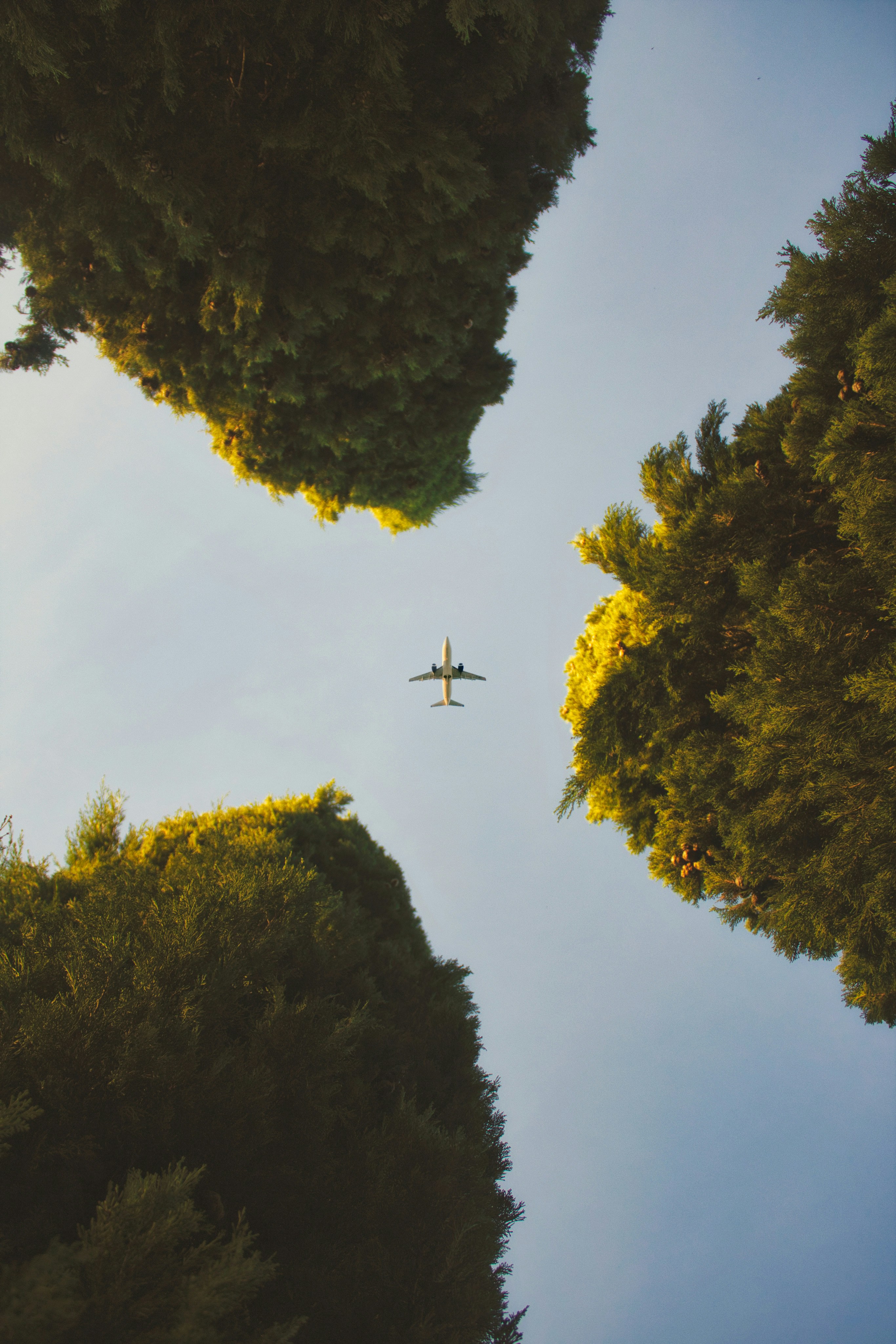 Avión entre árboles simbolizando viajes sostenibles con Ween