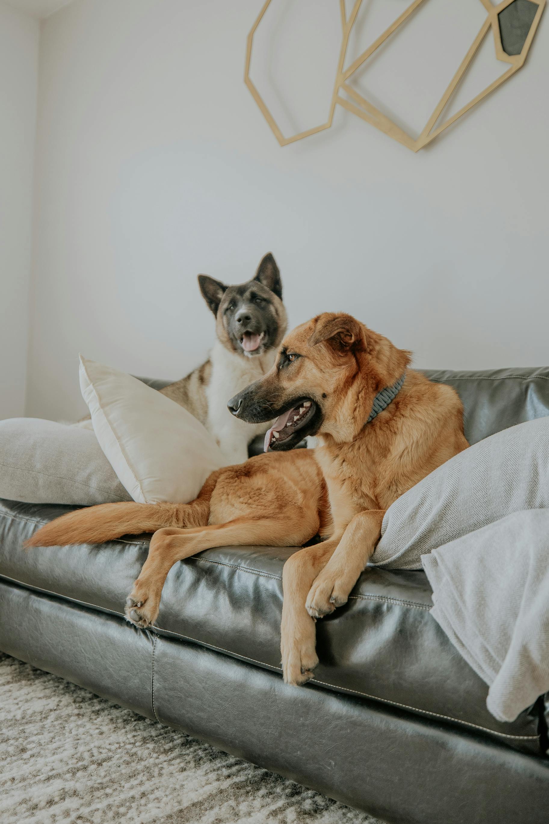a dog laying on top of a white bed