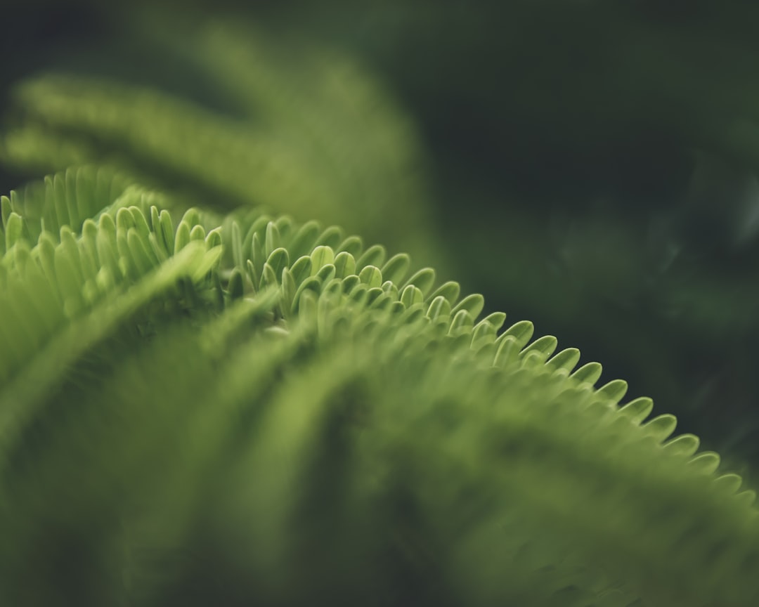 a close up of a green plant with a blurry background
