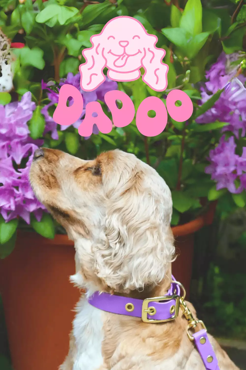 Logo Dadoo conçu par Coralie De Almeida, marque artisanale d'accessoires pour chiens