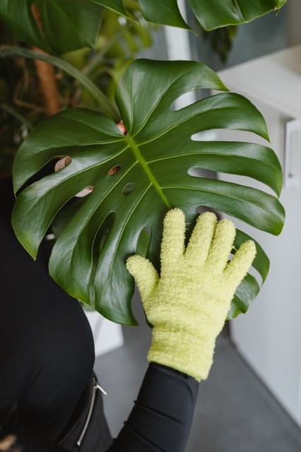 roslina podczas inspekcji