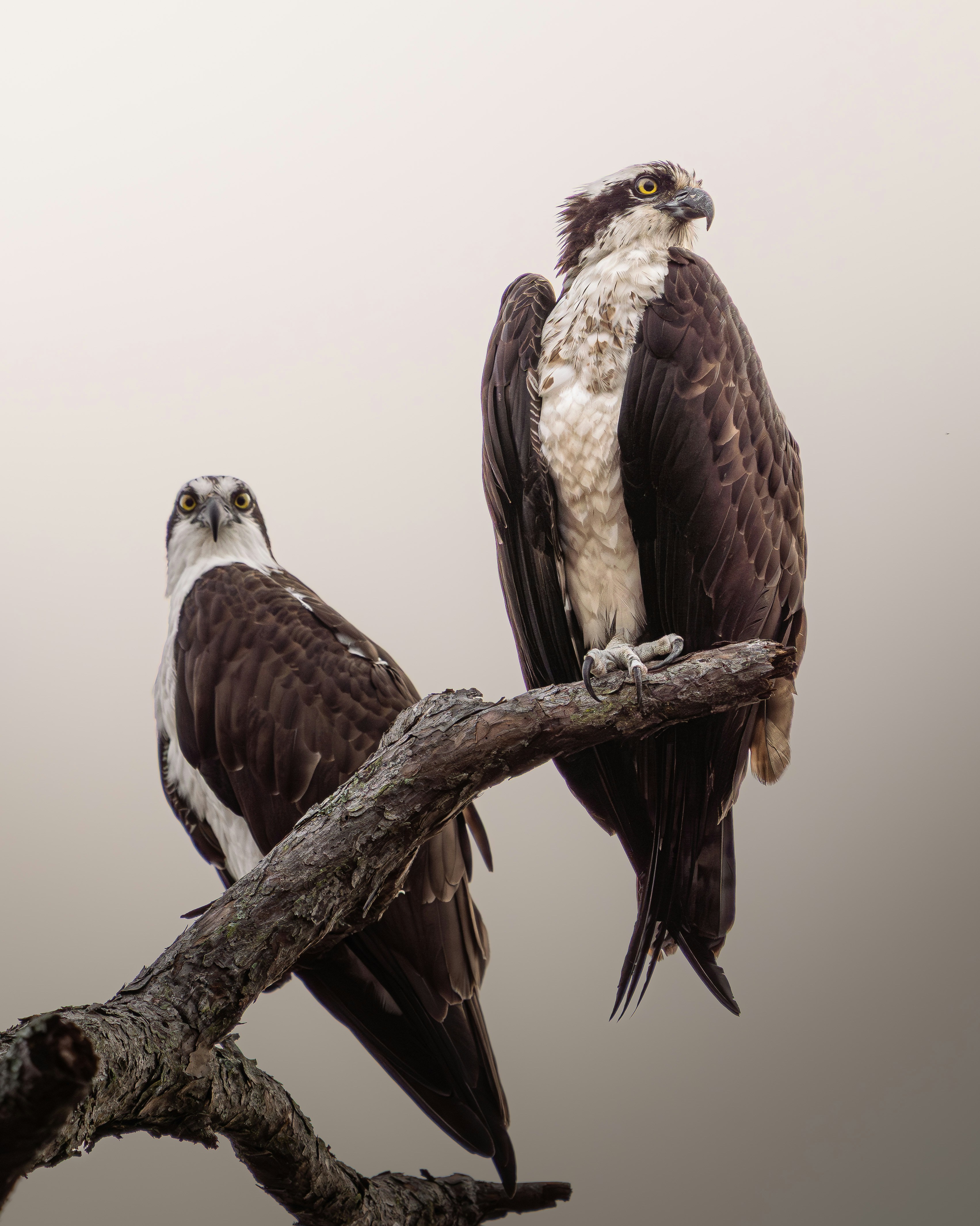 Two ospreys perched on a bare tree branch.
