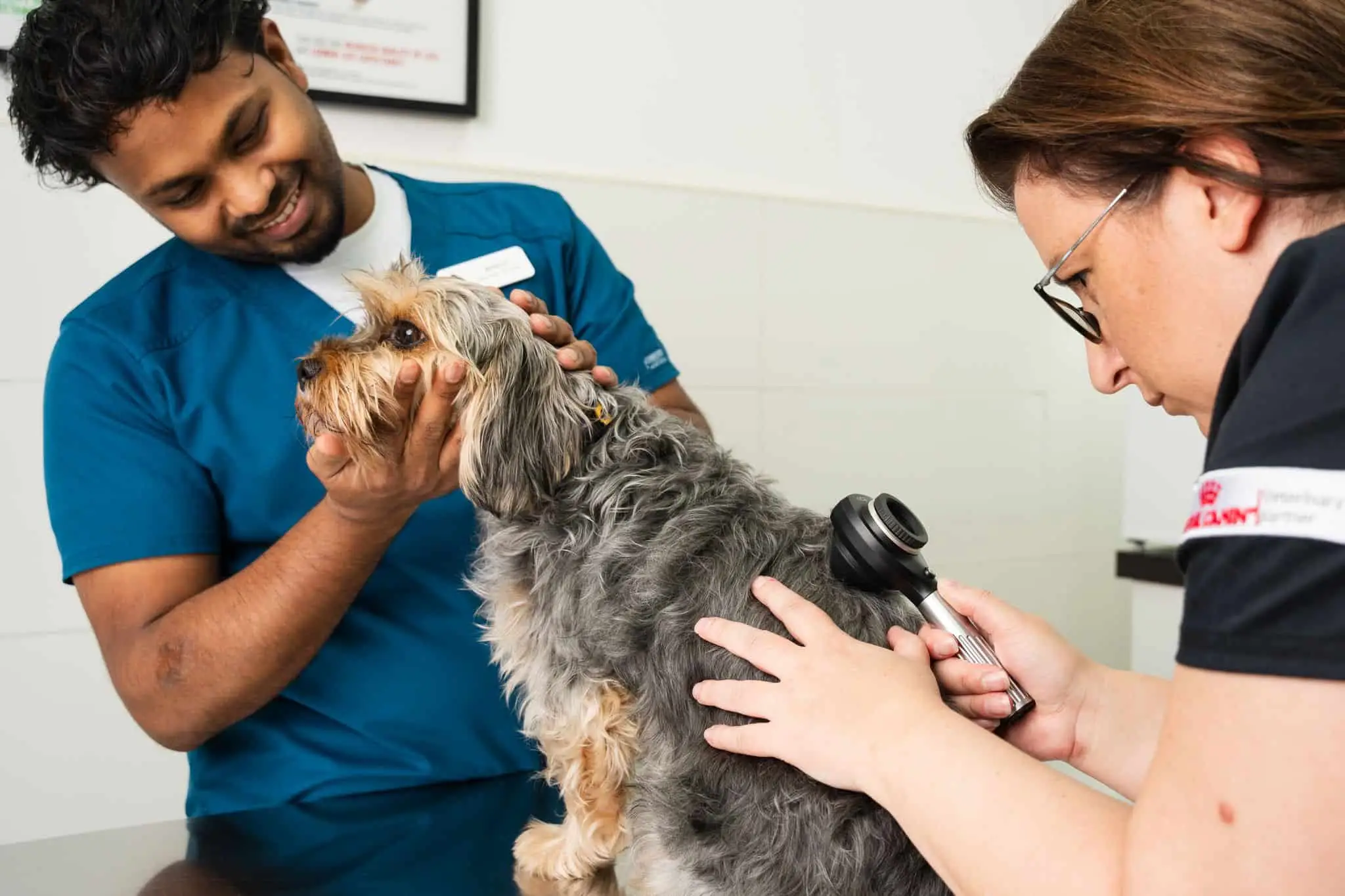 Inside our vet clinic, Dr. Lidija Krvavac conducts a back examination on a small dog, emphasizing gentle handling and teamwork.