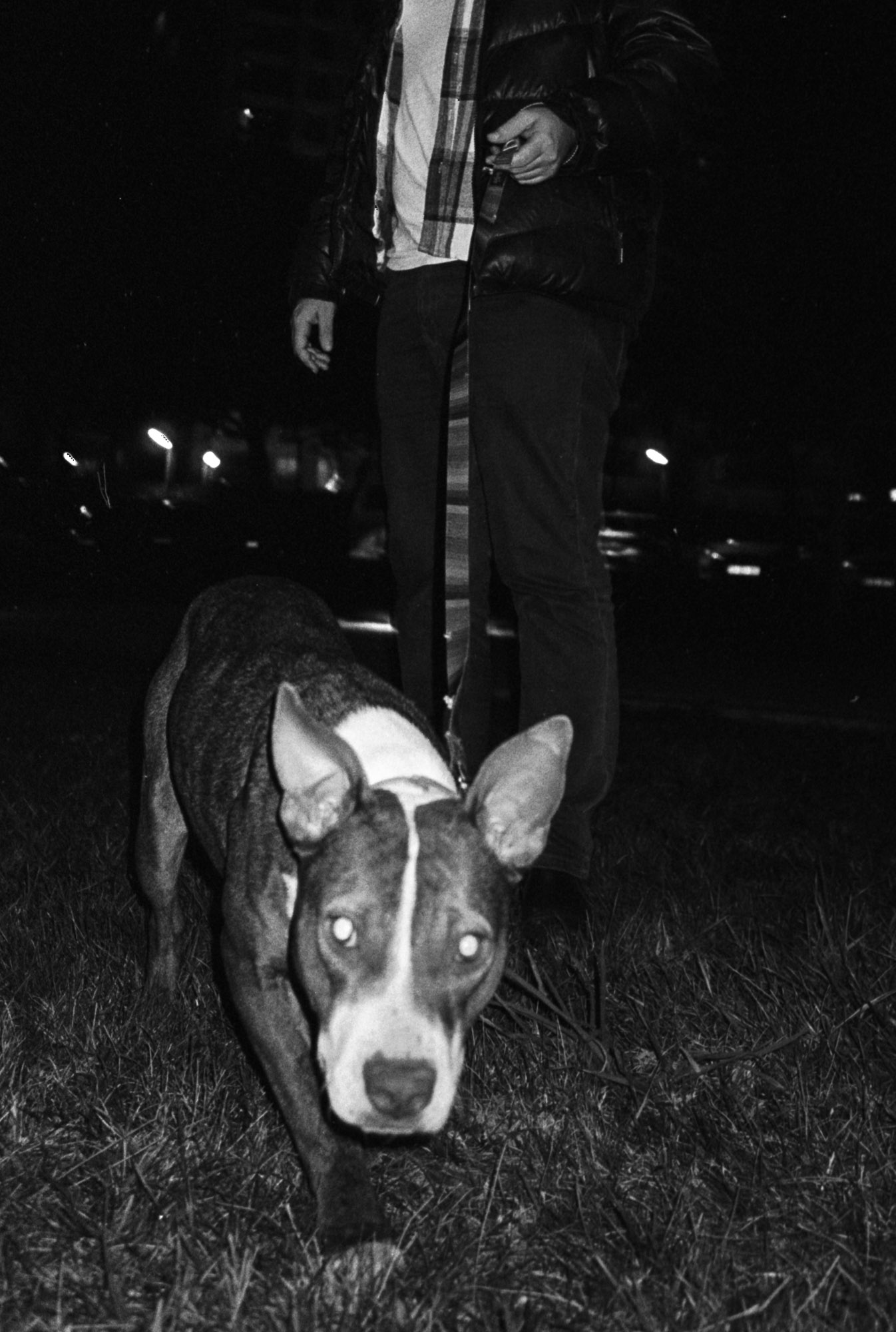 A brindle and white dog on a leash walks towards the camera at night, guided by a person in a puffer jacket; the scene is dimly lit, highlighting the dog's attentive expression.