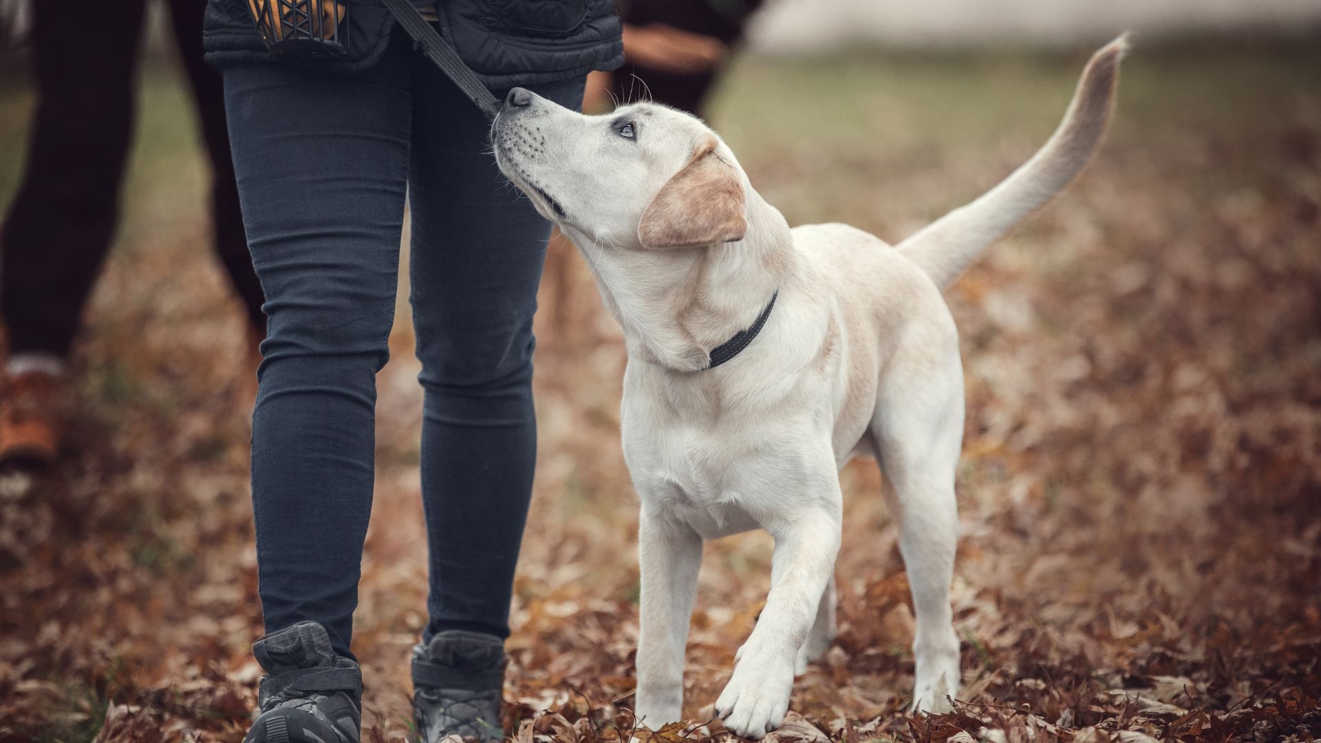White dog with brown markings on leash beside a Pack Leader wearing jeans in Maryland