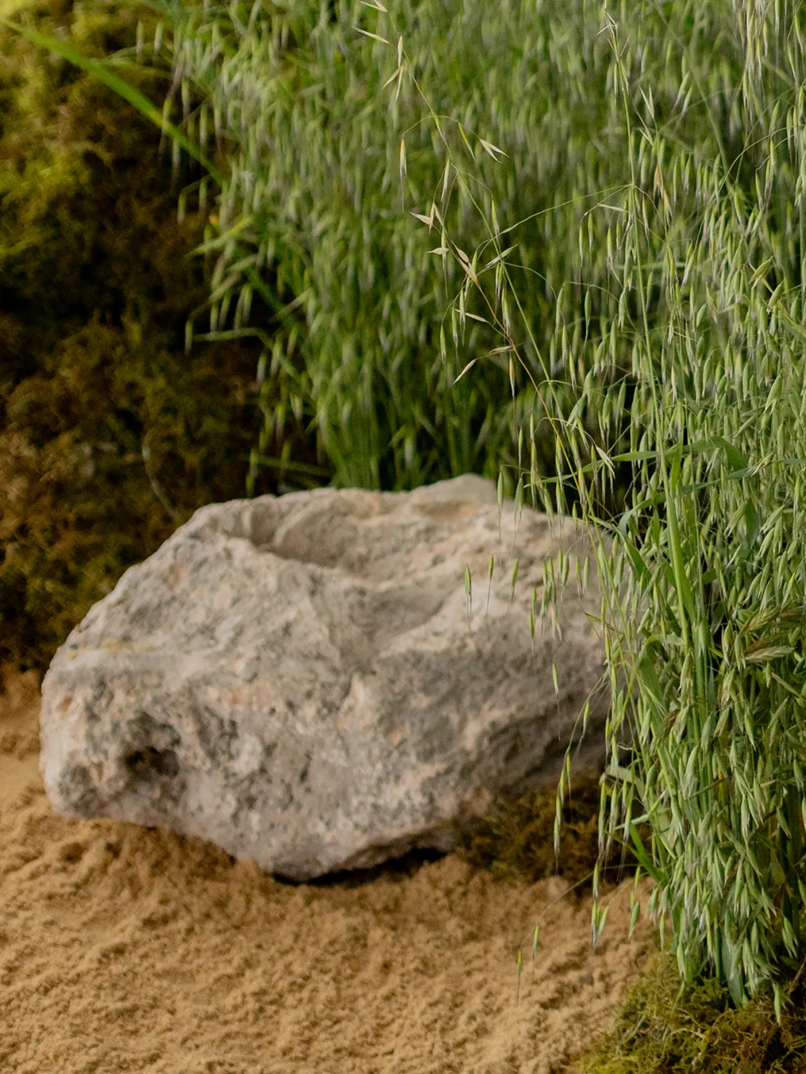 Primer plano de roca entre hierbas y arena en composición natural inspirada en paisaje silvestre.