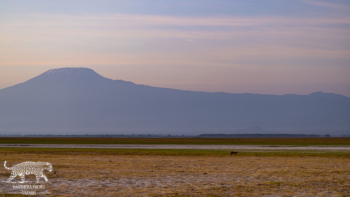 Amboseli Trip Report