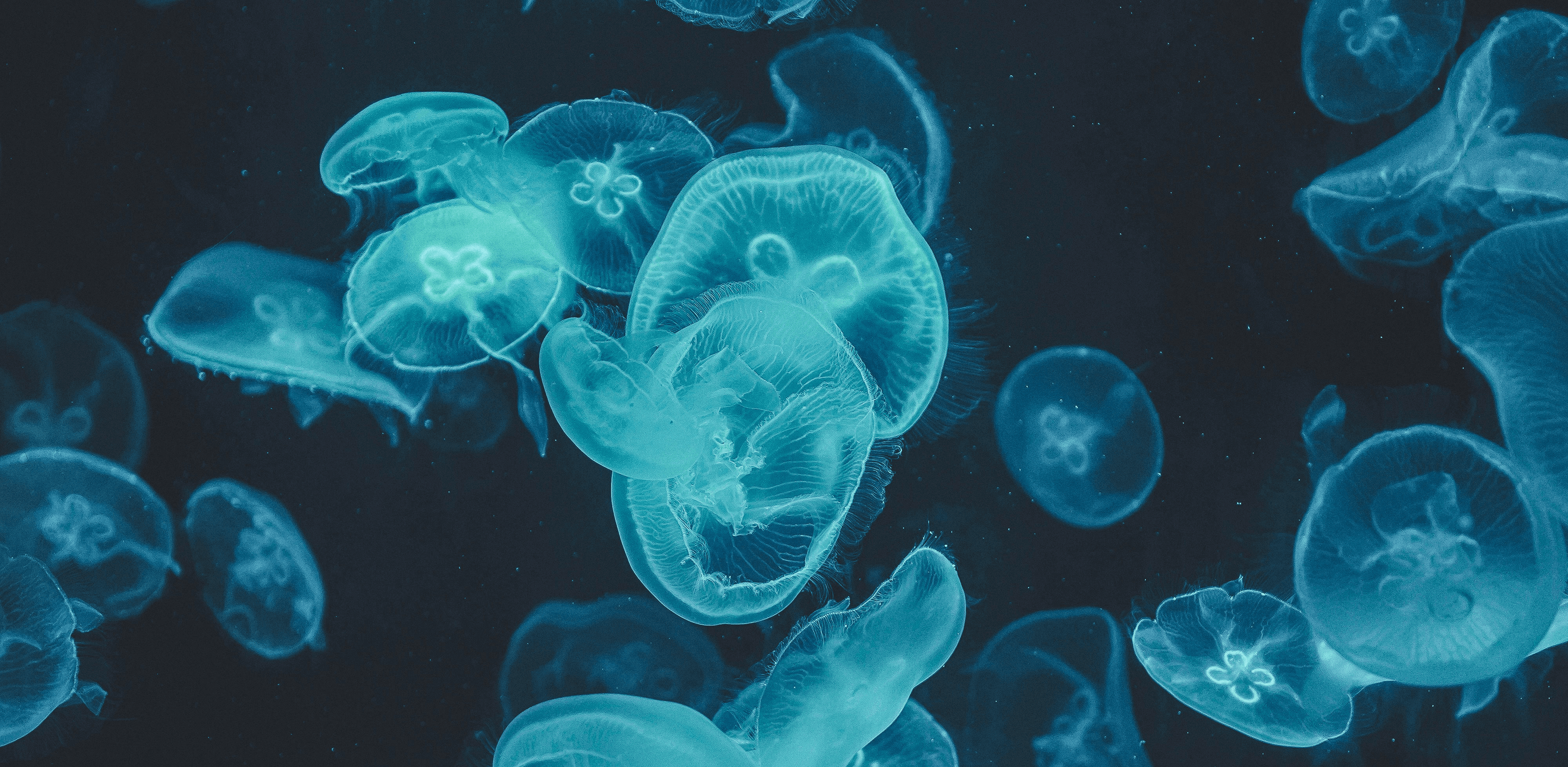 a group of jellyfish swimming in the water