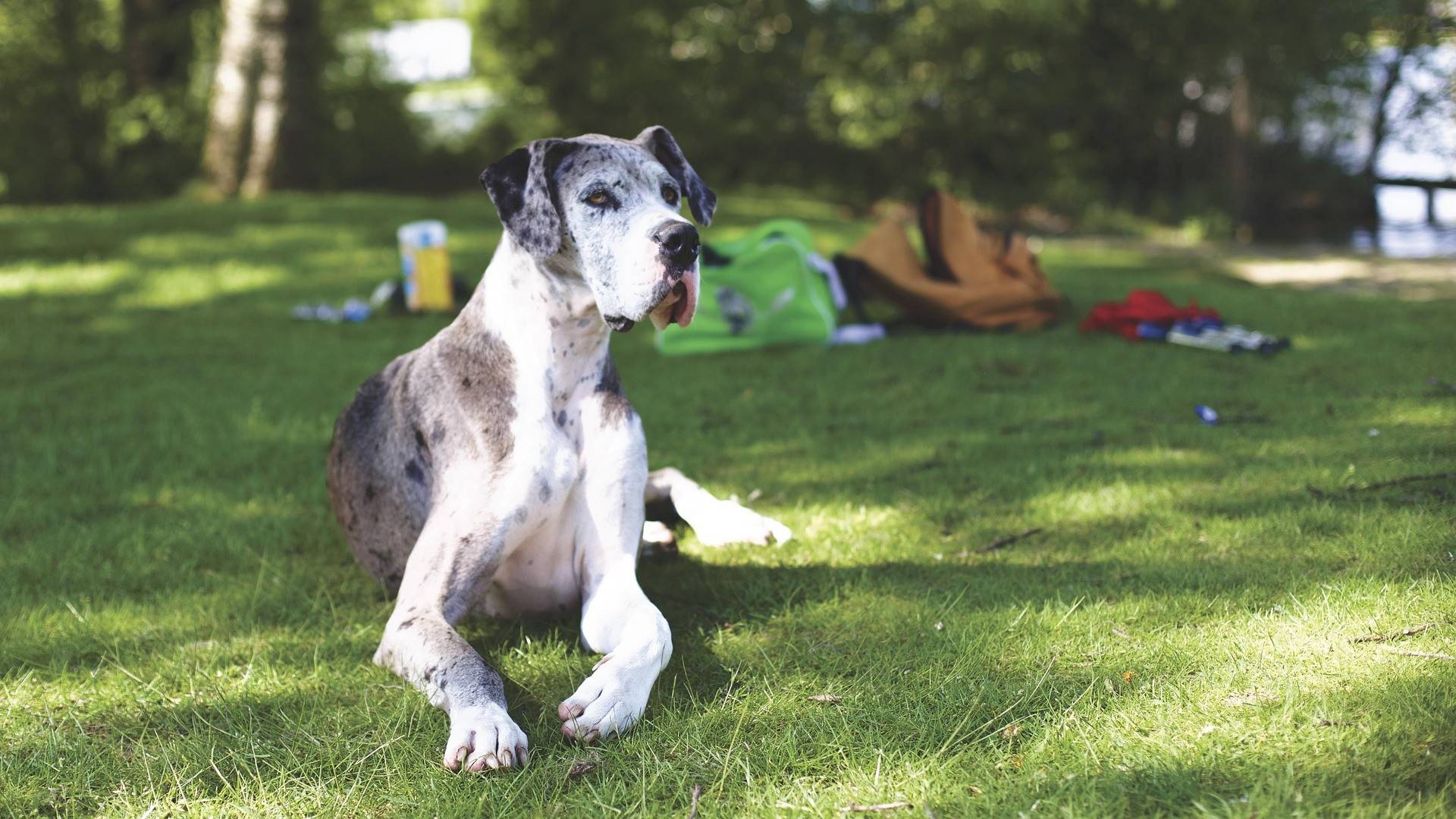 Great Dane Diet and Nutrition