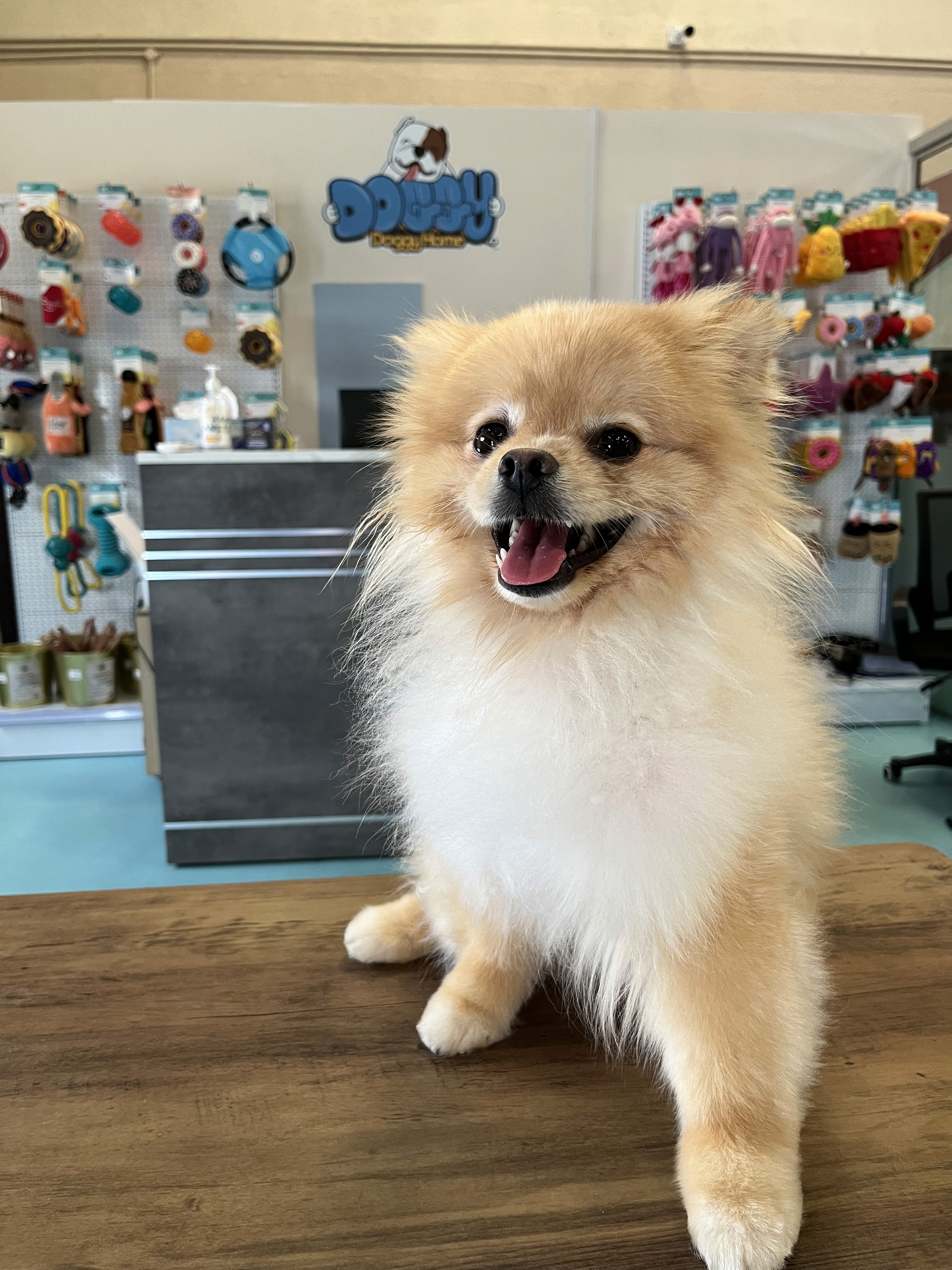 doggy at doggy doggy home dubai daycare and boarding facility