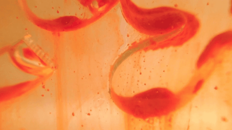 red close up image