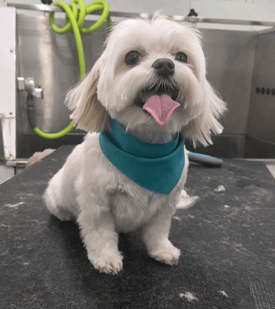 Weiner Dog - Puppy's First Groom Page