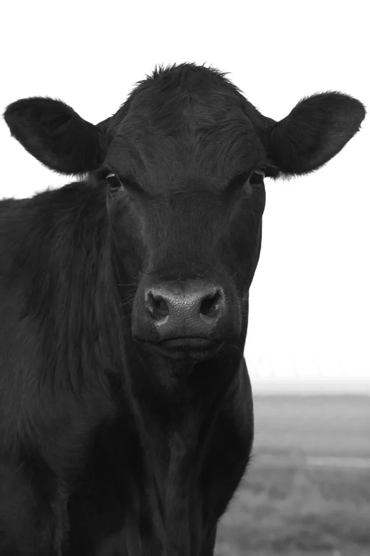 Aberdeen Scotland Cows