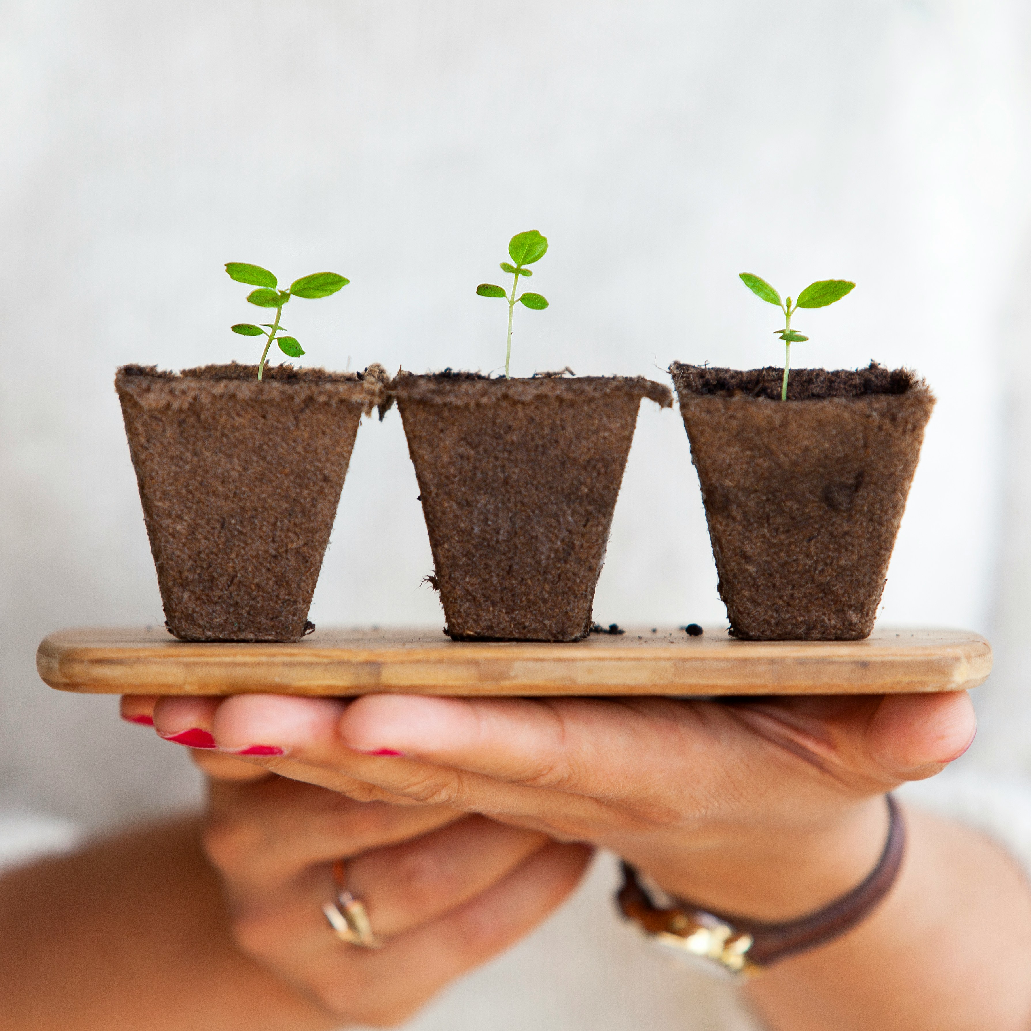 Seedlings on a wooden tray held by a person