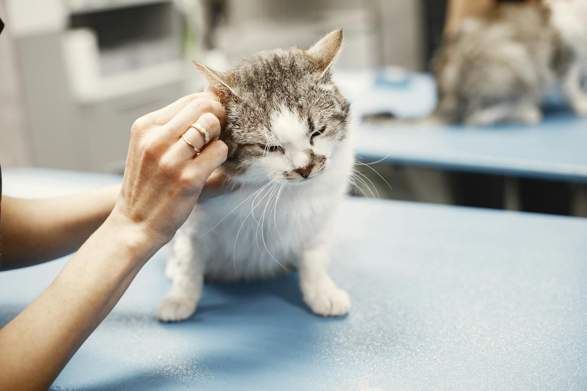 A kitten is being examined by a veterinarian for the vet health certificate.