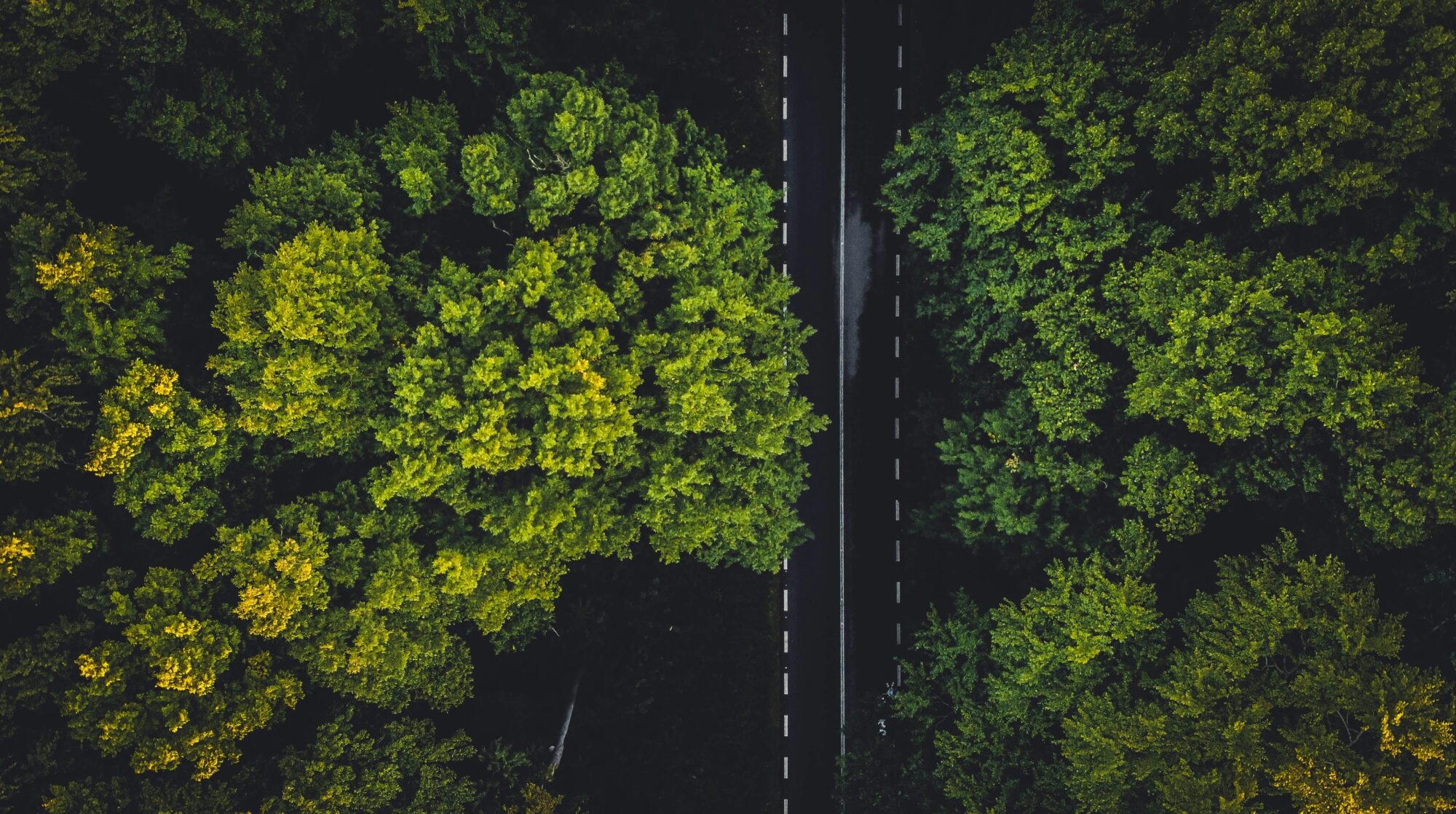 Aerial view of lush green trees with a dark, narrow path cutting through the foliage.