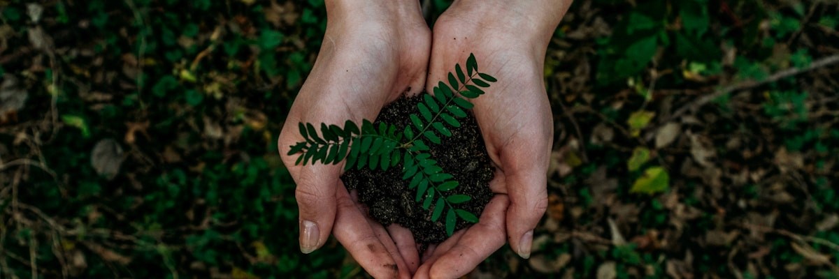 Lush rainforest representing environmental conservation grants