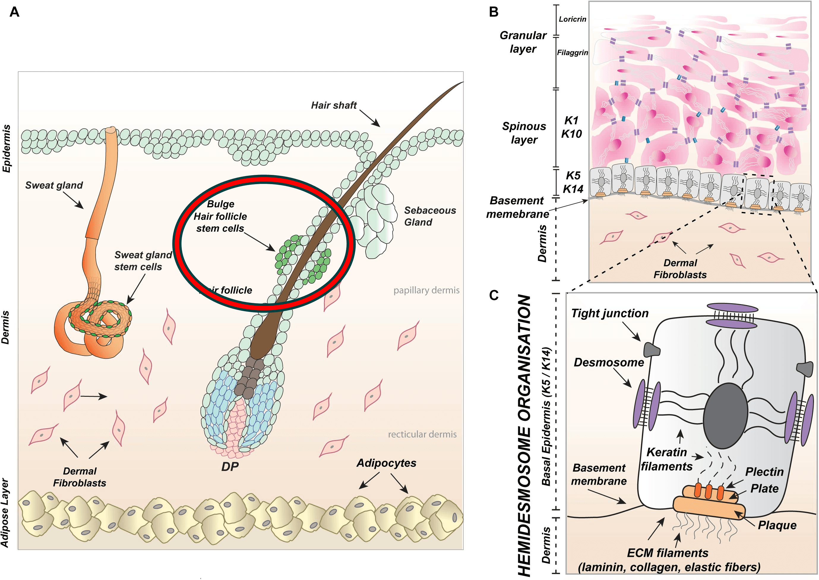 빨간곳을 겨냥해야합니다 | 뷰티스톤의원 젠틀맥스프로플러스 제모