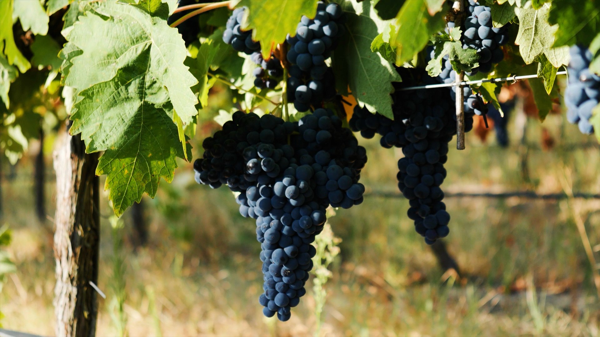 Professional brand video showcasing Honrado Vineyards grapes