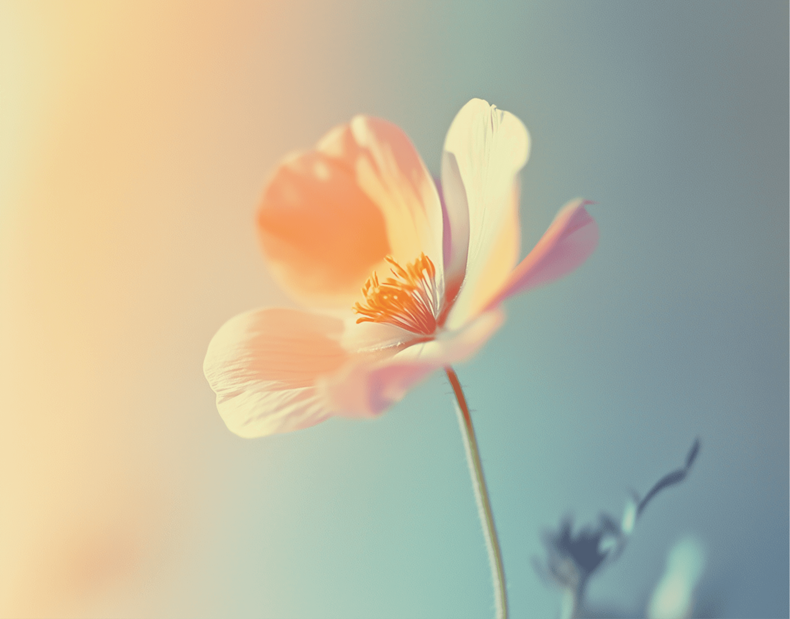 Soft pink poppy flower in warm sunlight with a blurred background.