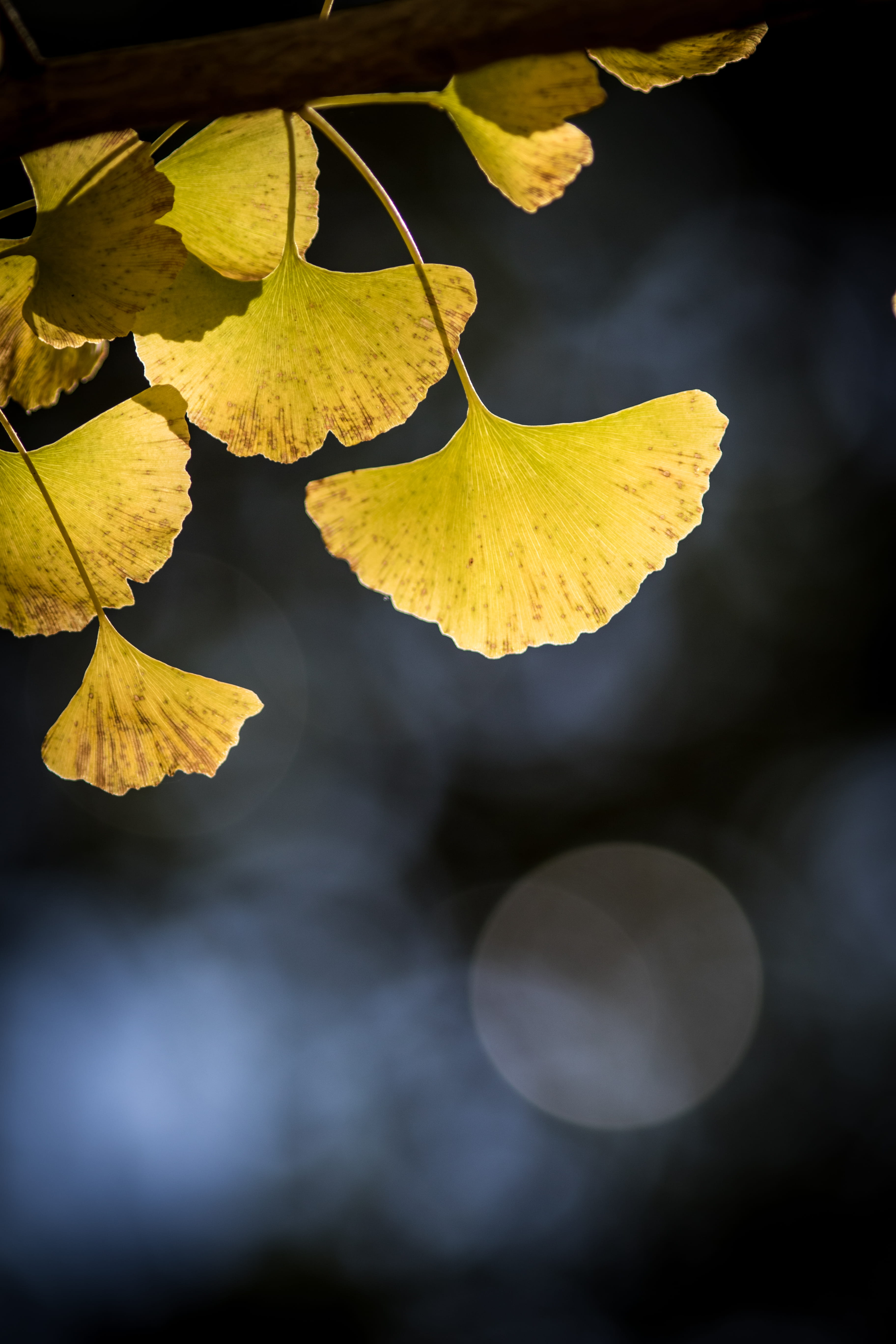 a forest filled with lots of trees covered in sunlight