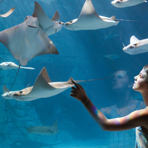 Човек сочи към плуващите скатове в аквариума, с видими отражения върху стъклото.