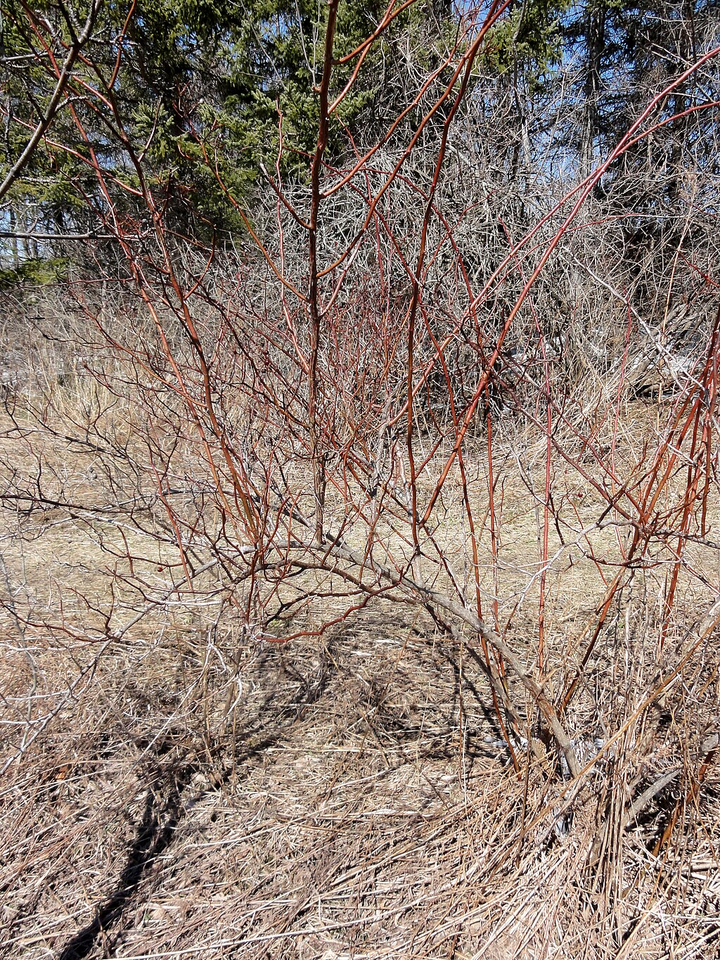 Students identifying and sorting edible wild plants as part of a foraging certification course.