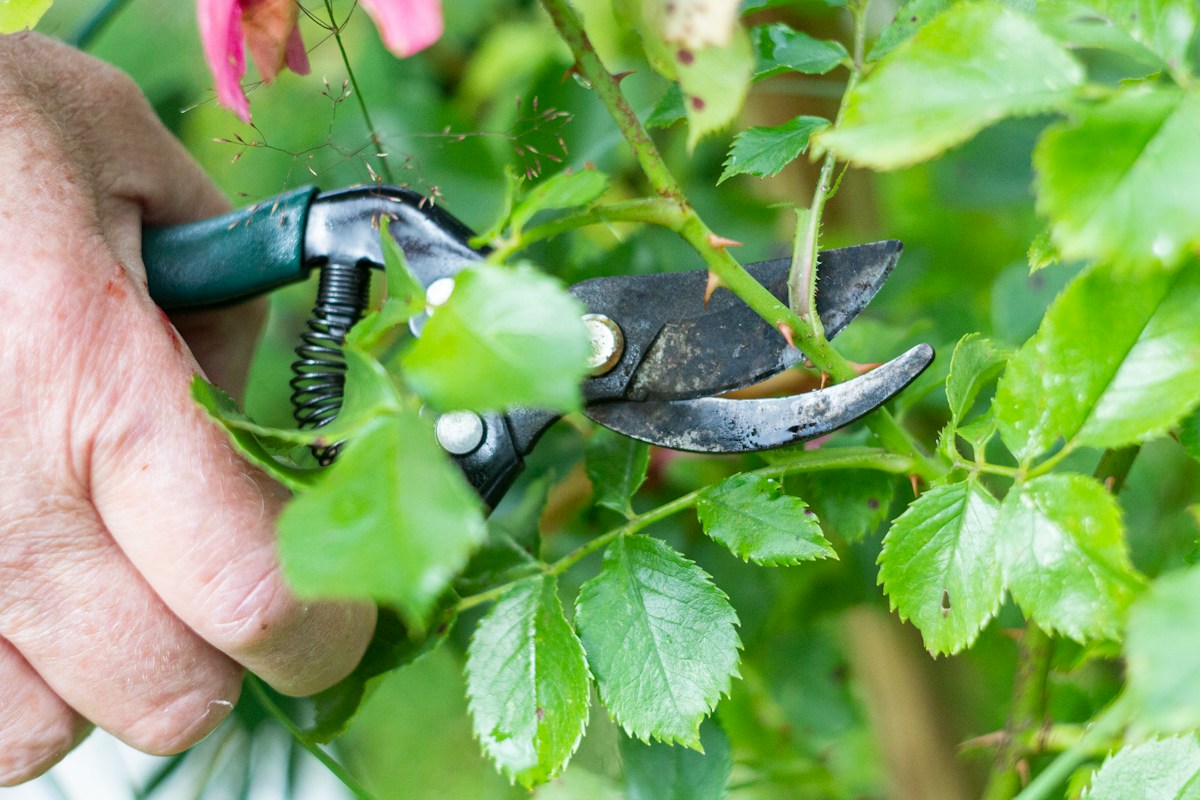Gardener pruning a leafy shrub with secateurs