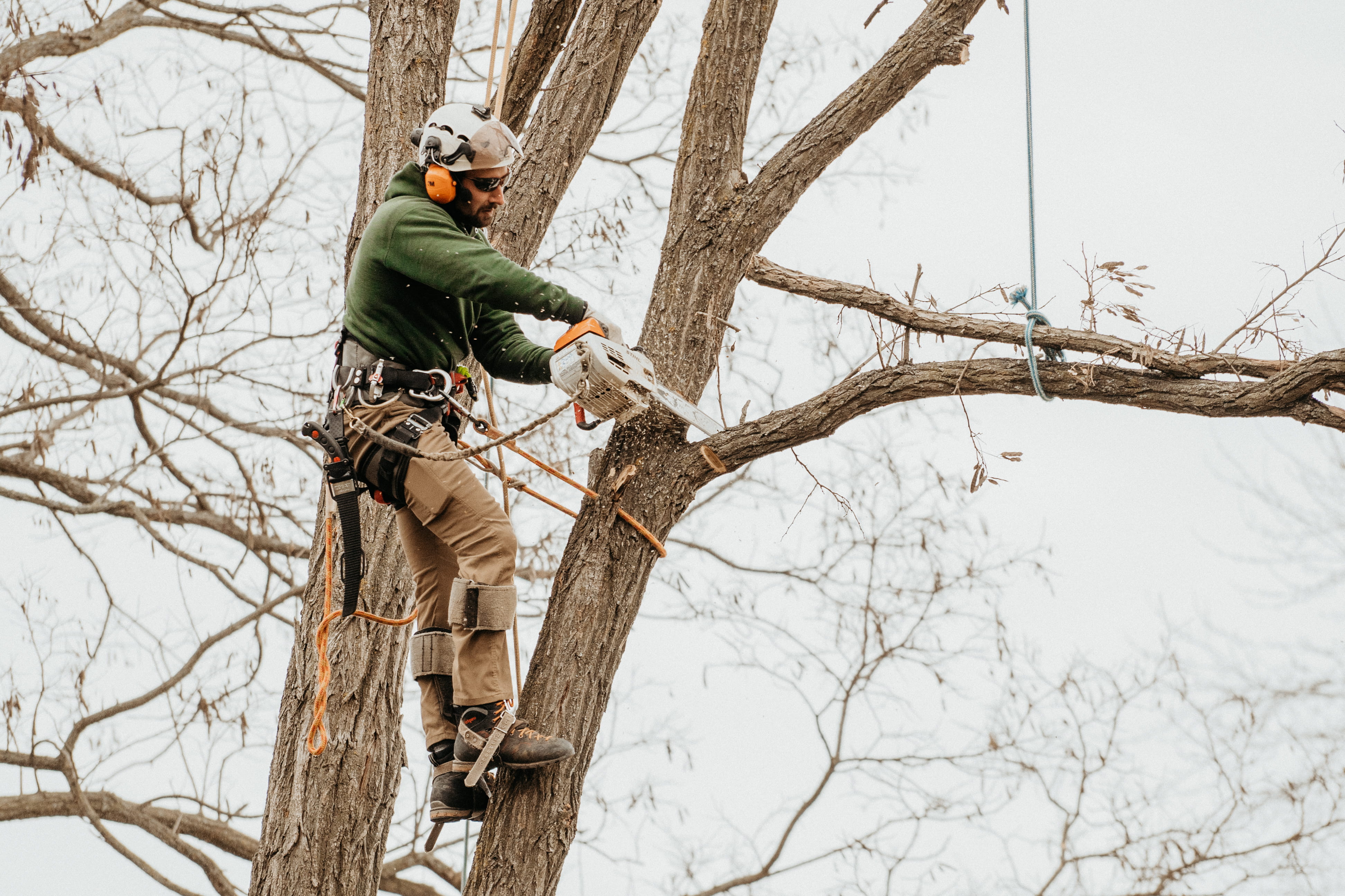 Tree Trimming