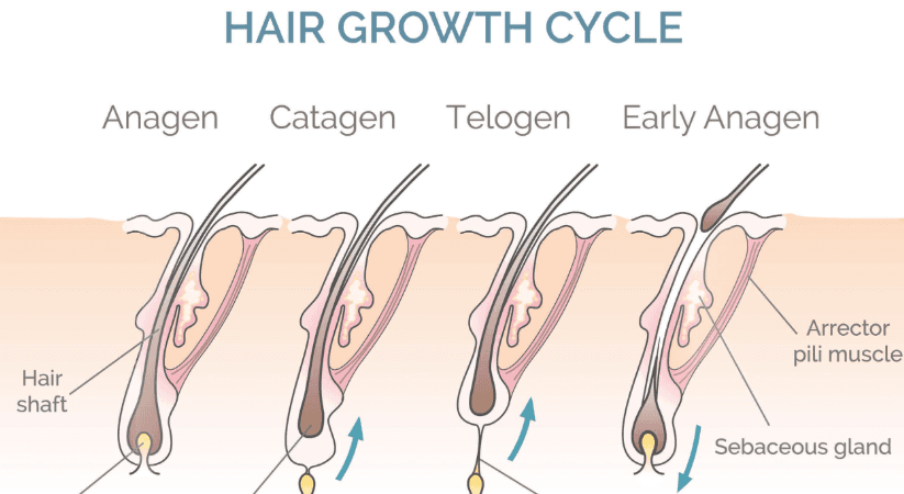 모발사이클-뷰티스톤의원