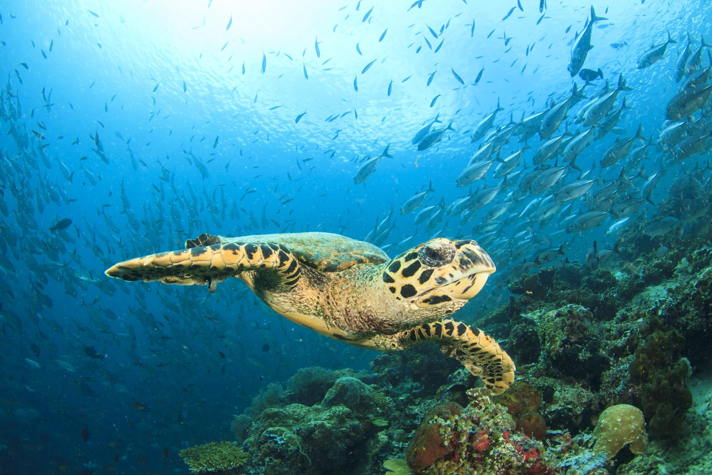 Sea turtle swimming among a school of fish